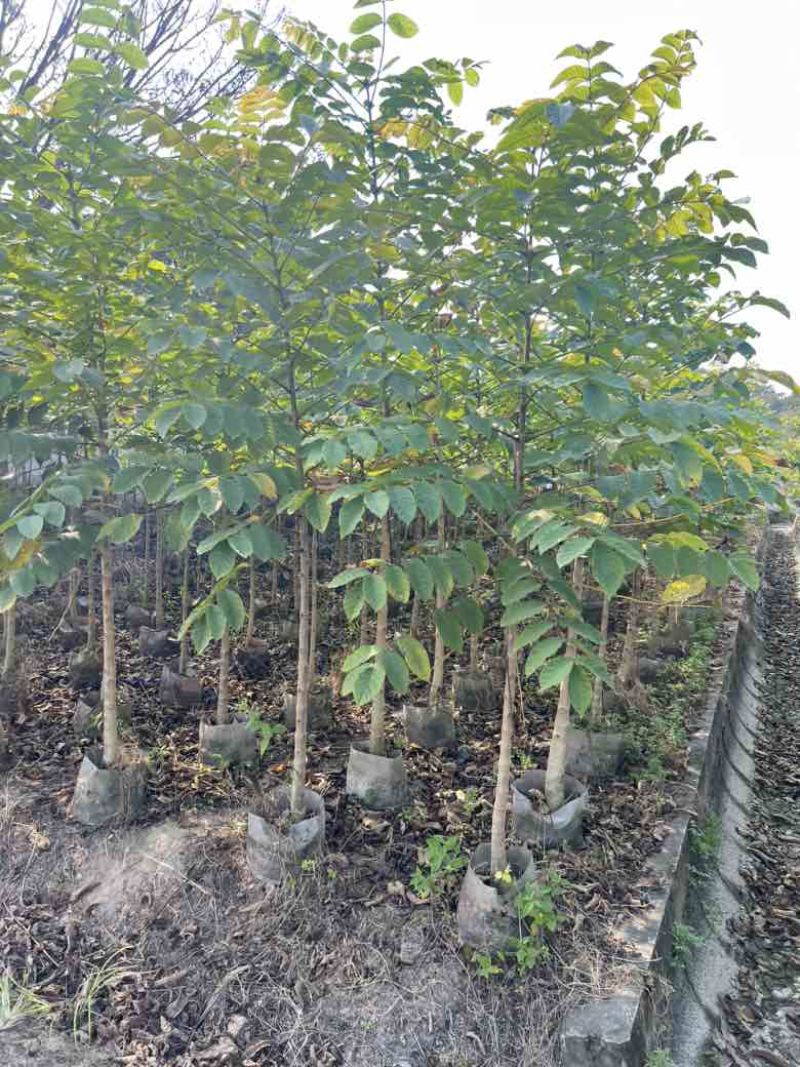 火焰木原生苗1-3分，各种规格，大量低价出售