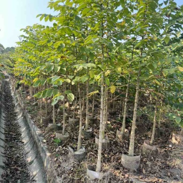 火焰木原生苗1-3分，各种规格，大量低价出售