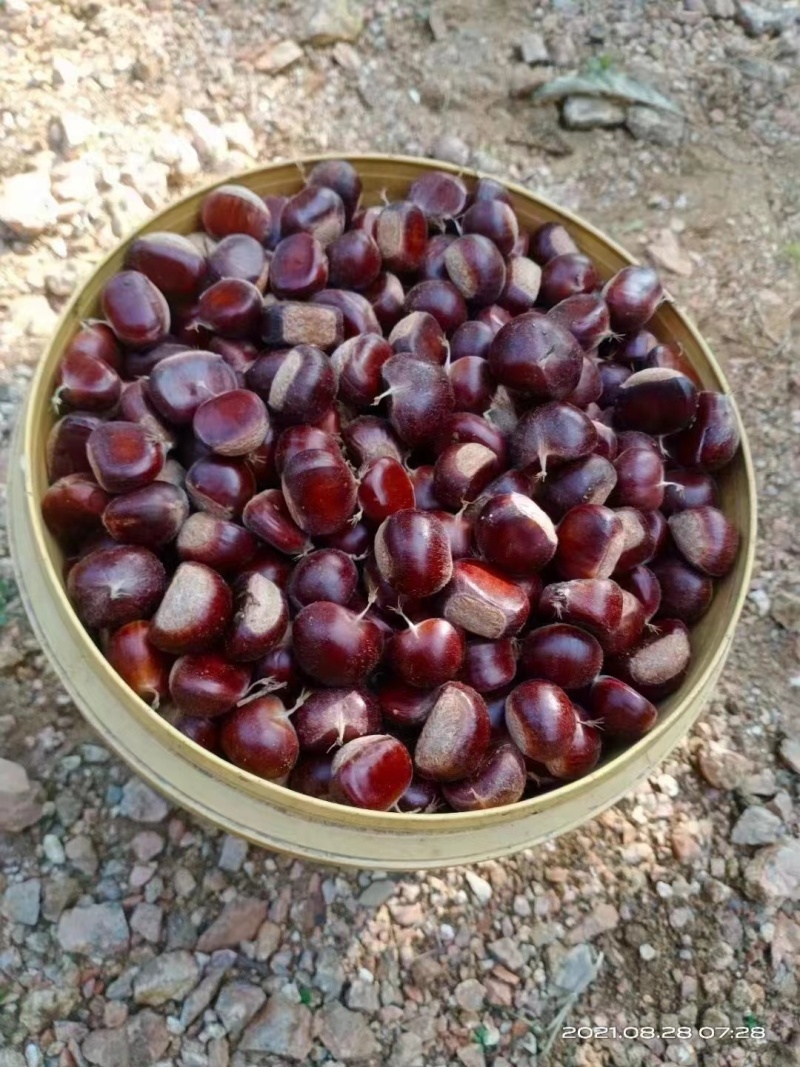板栗🌰