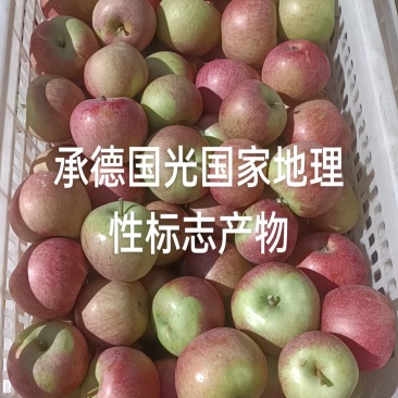 承德精品国光苹果