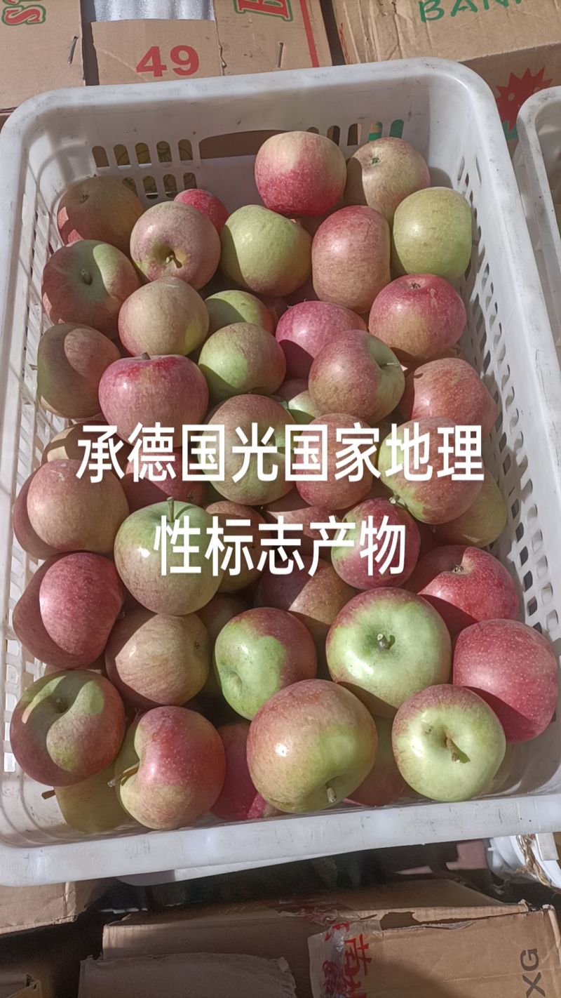 承德精品国光苹果
