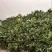 纯野山淫羊藿