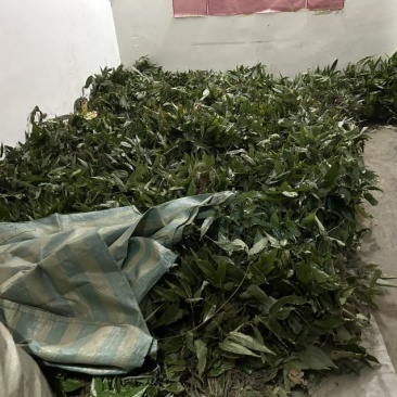 纯野山淫羊藿
