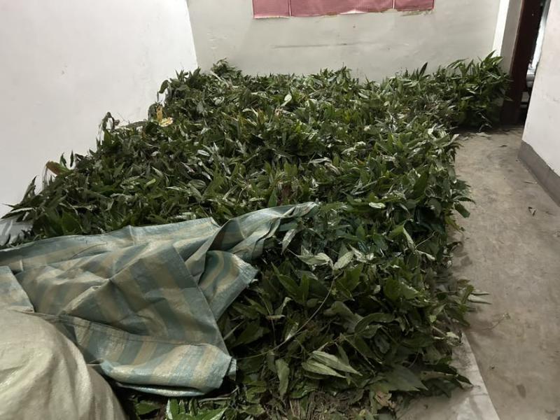 纯野山淫羊藿