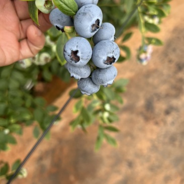 云南花香蓝莓
