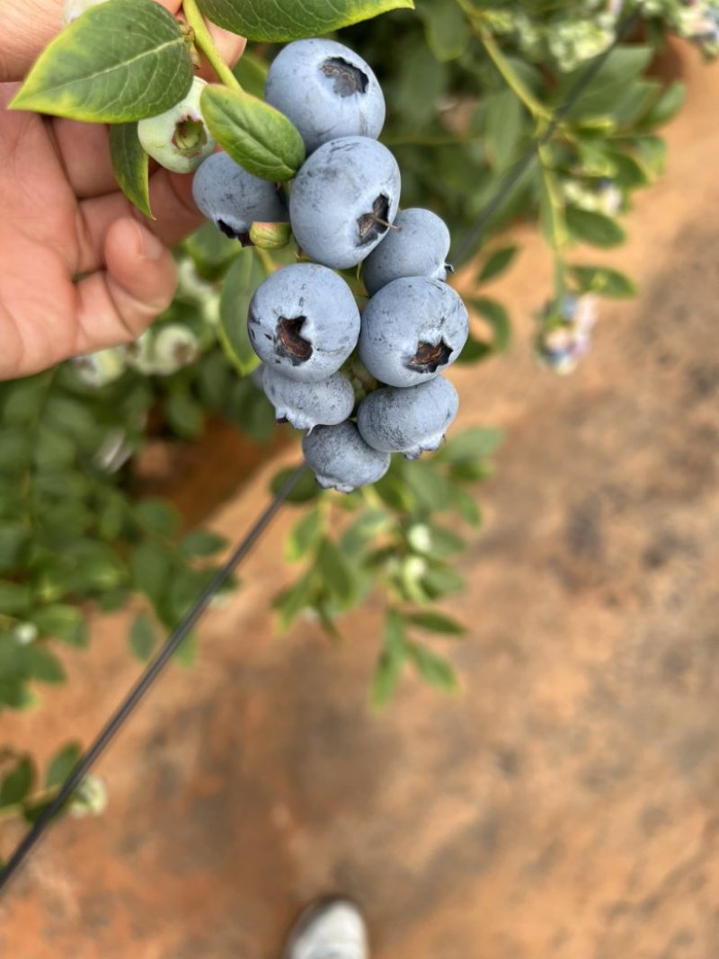 云南花香蓝莓