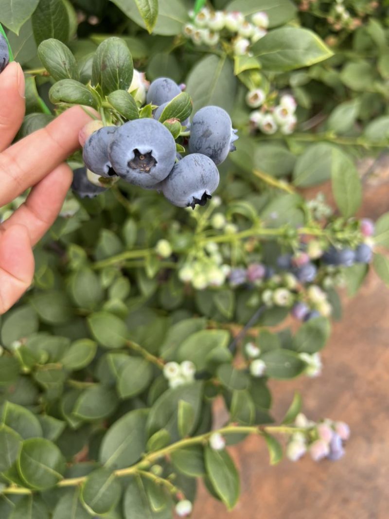云南花香蓝莓