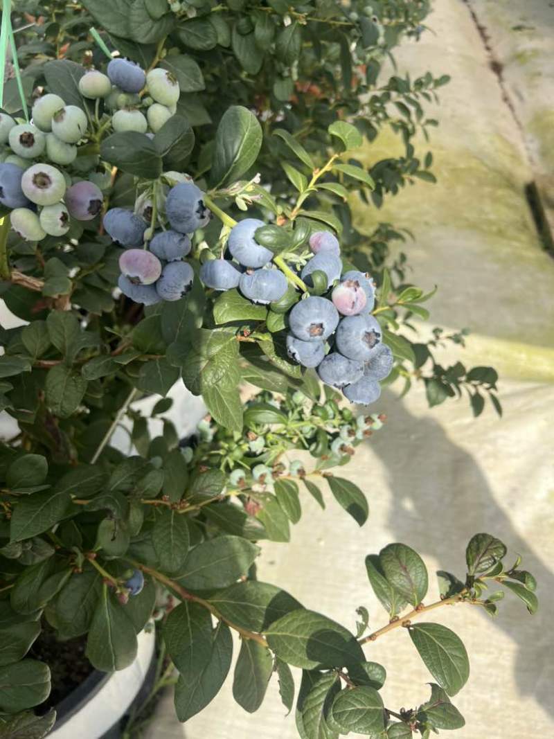 云南花香蓝莓