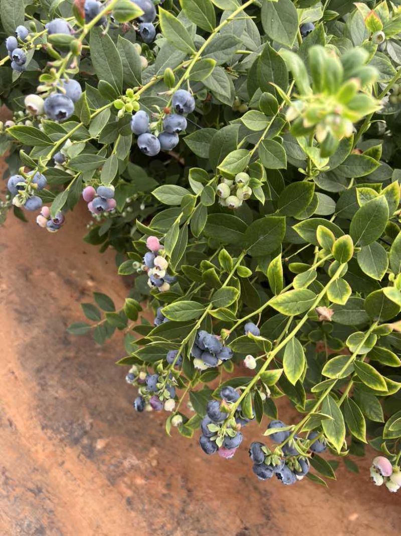 云南花香蓝莓