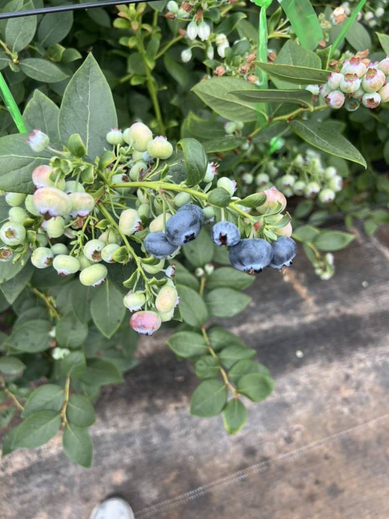 云南花香蓝莓