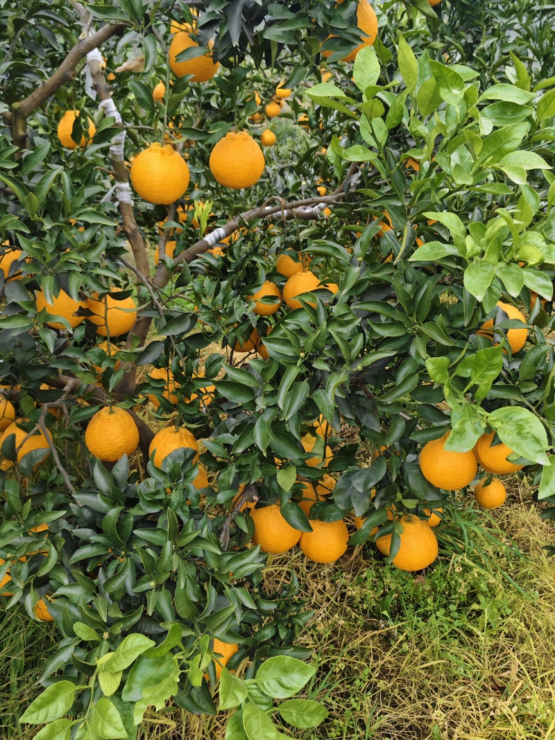 四川不知火丑橘