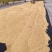 福建农家香米