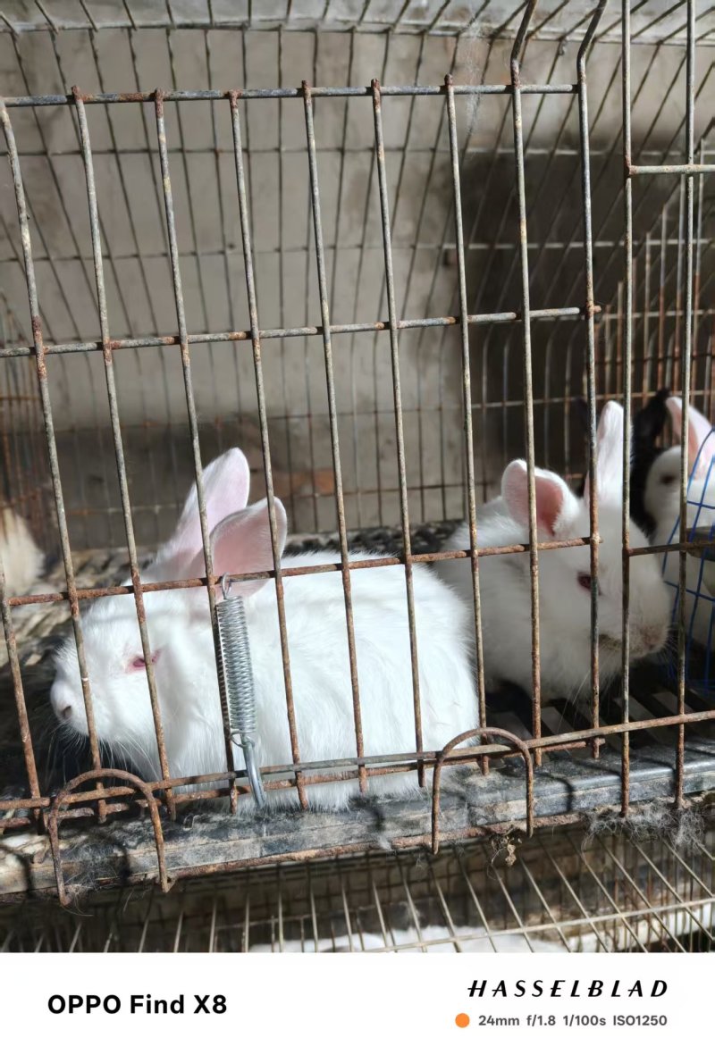 一铺吕红狐一拉花居中华黑兔