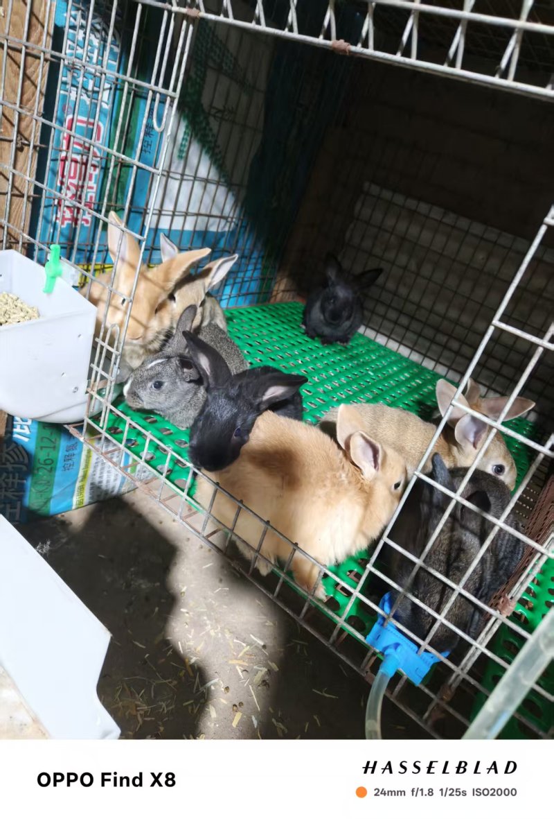 一铺吕红狐一拉花居中华黑兔