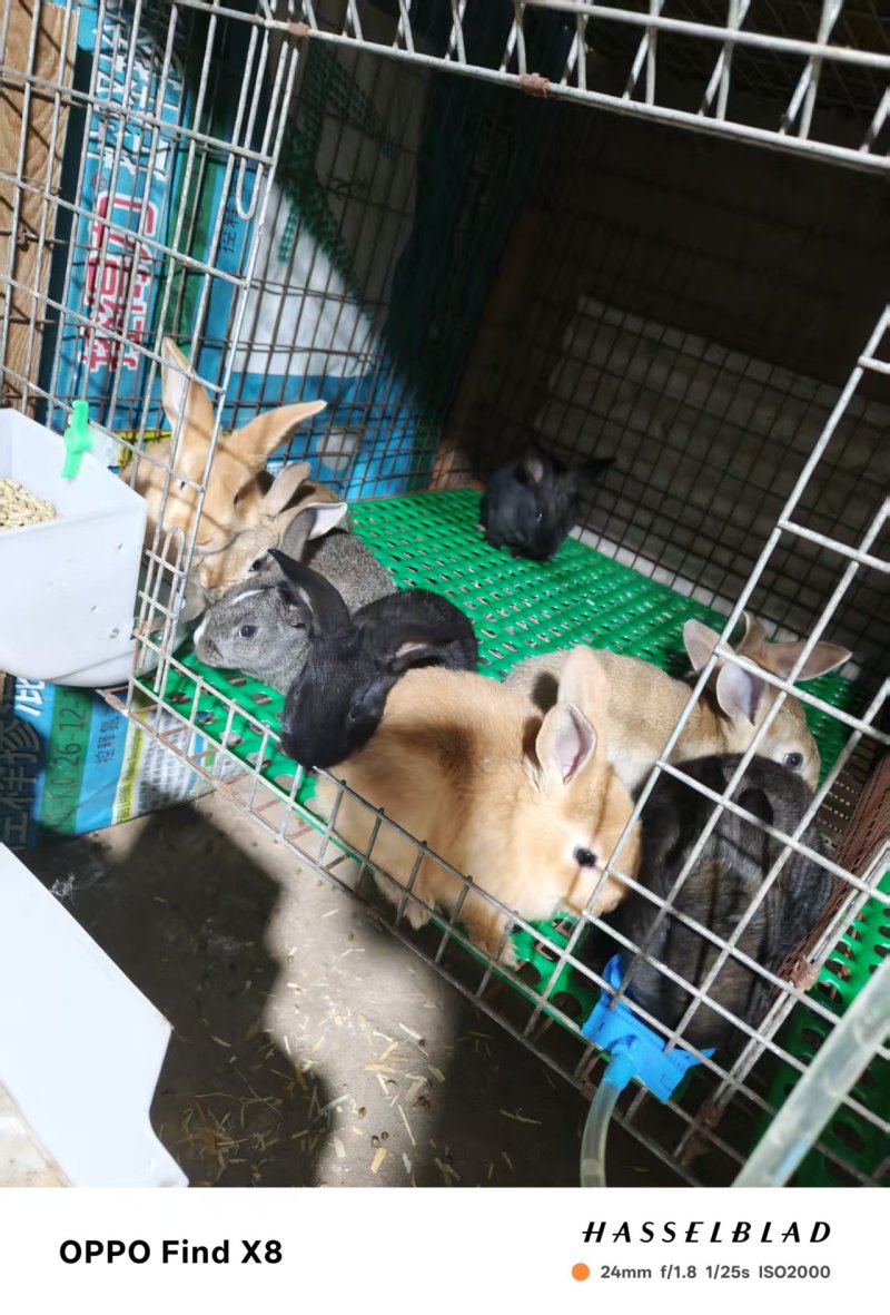 一铺吕红狐一拉花居中华黑兔
