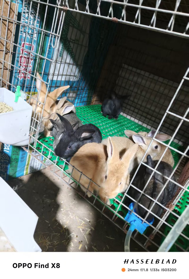 一铺吕红狐一拉花居中华黑兔
