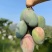 芒果🥭