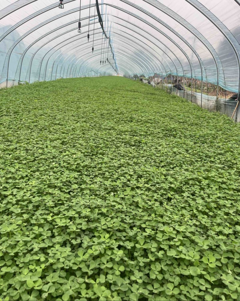 秧草。金花菜。草头