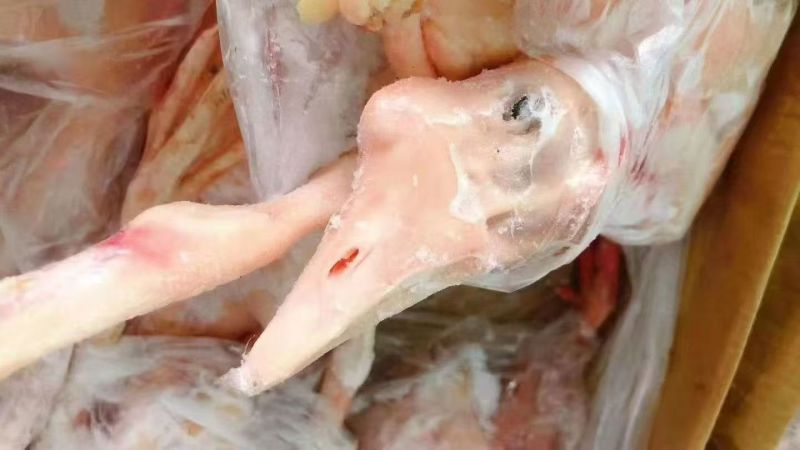 中龄鹅