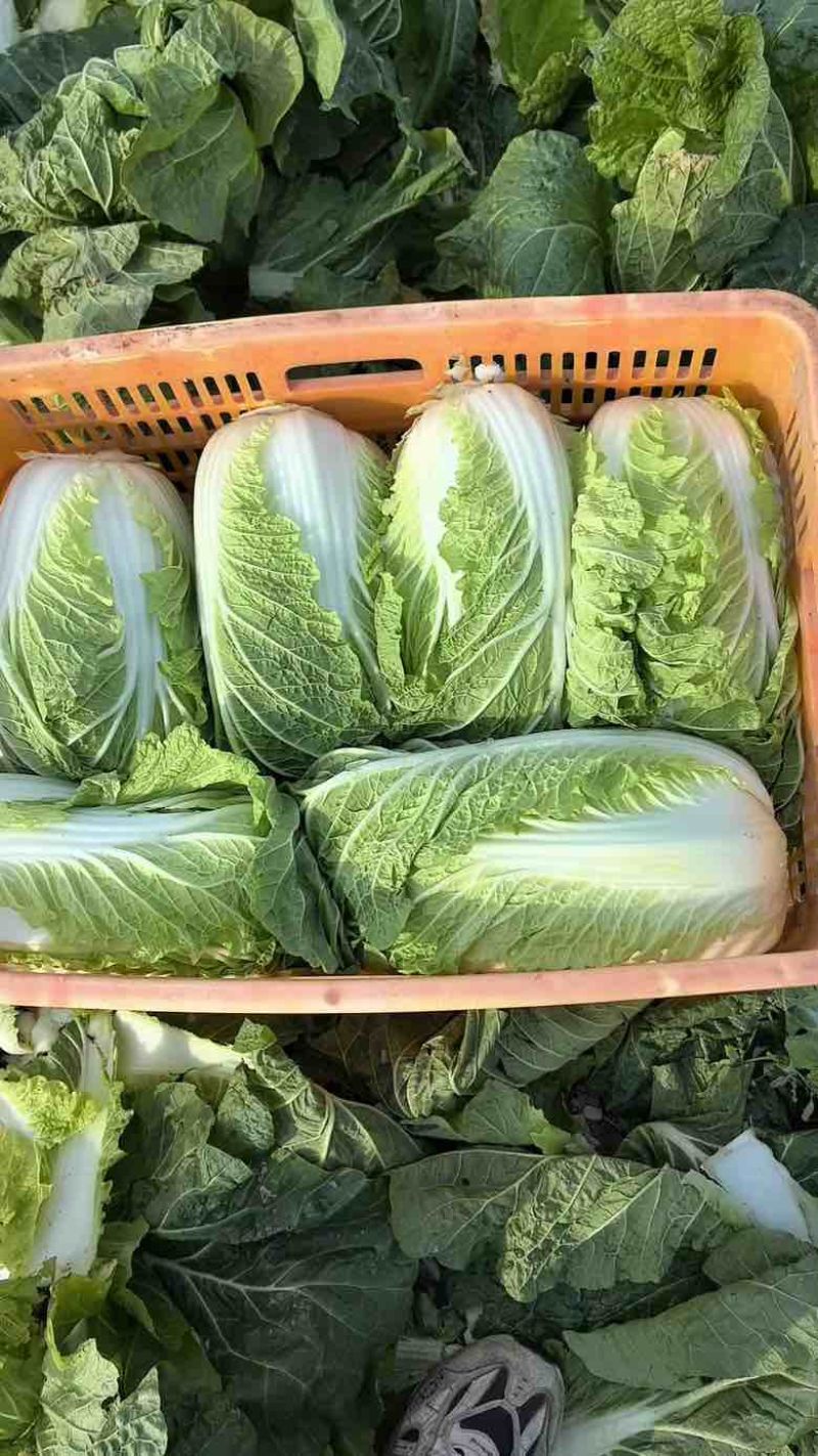 黄心大白菜
