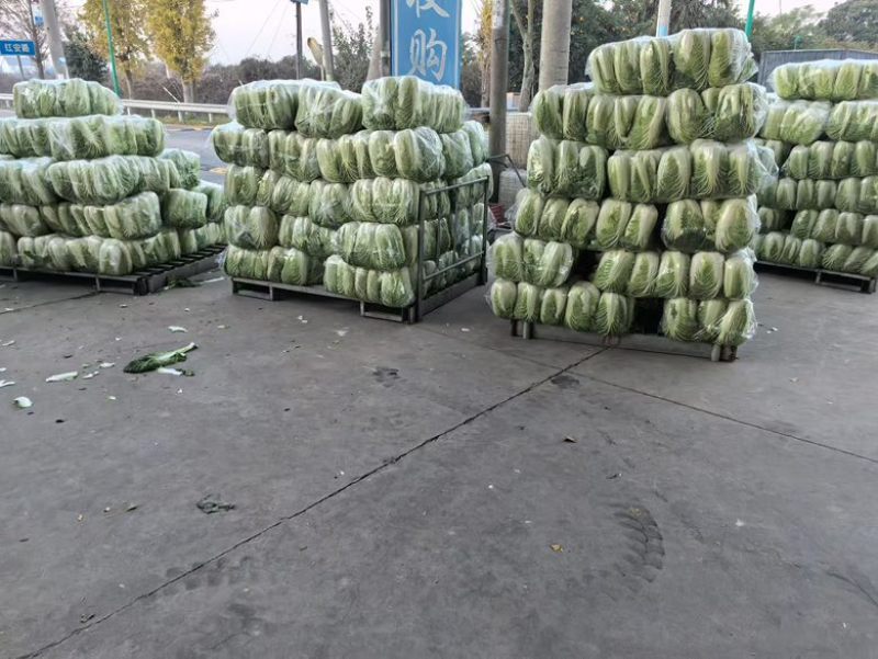 黄心大白菜