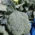 精品西兰花