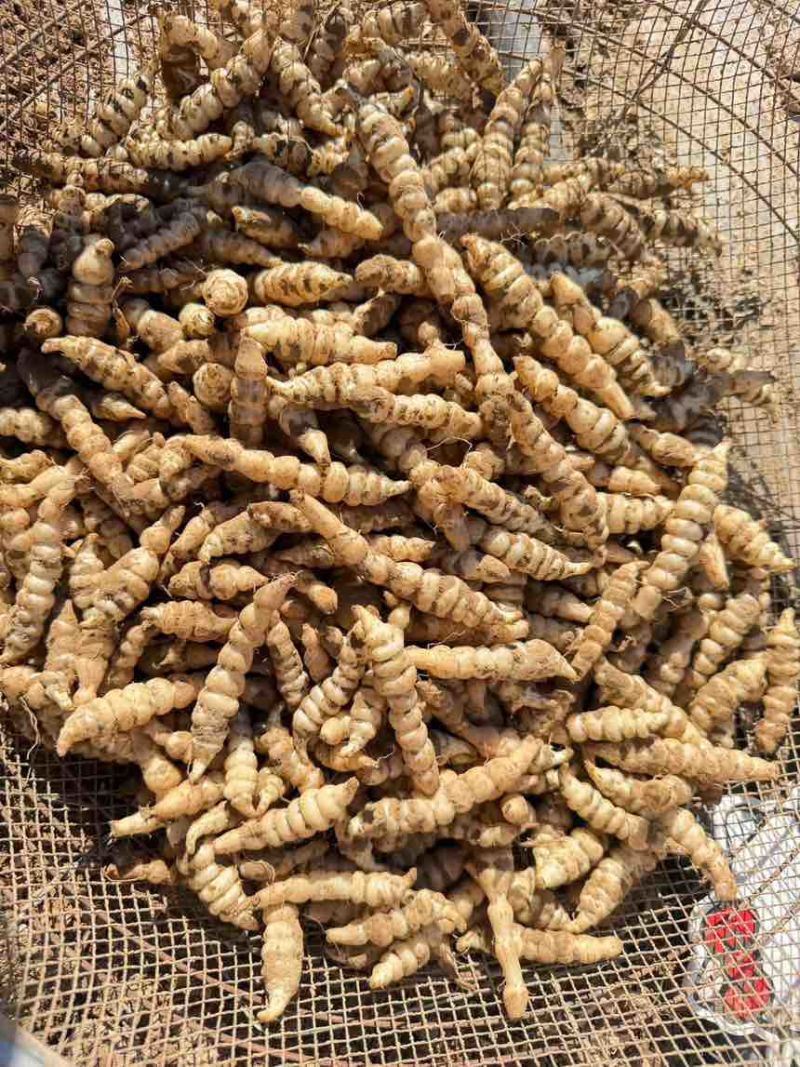 螺丝菜宝塔菜地环菜