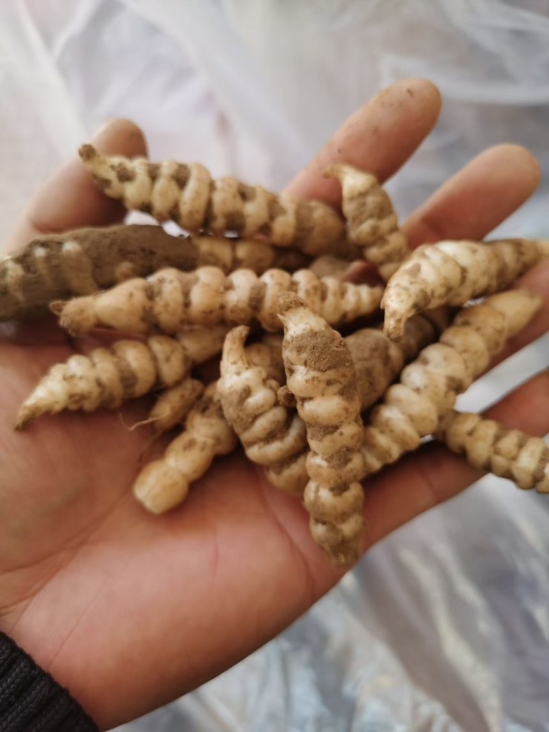 螺丝菜宝塔菜地环菜