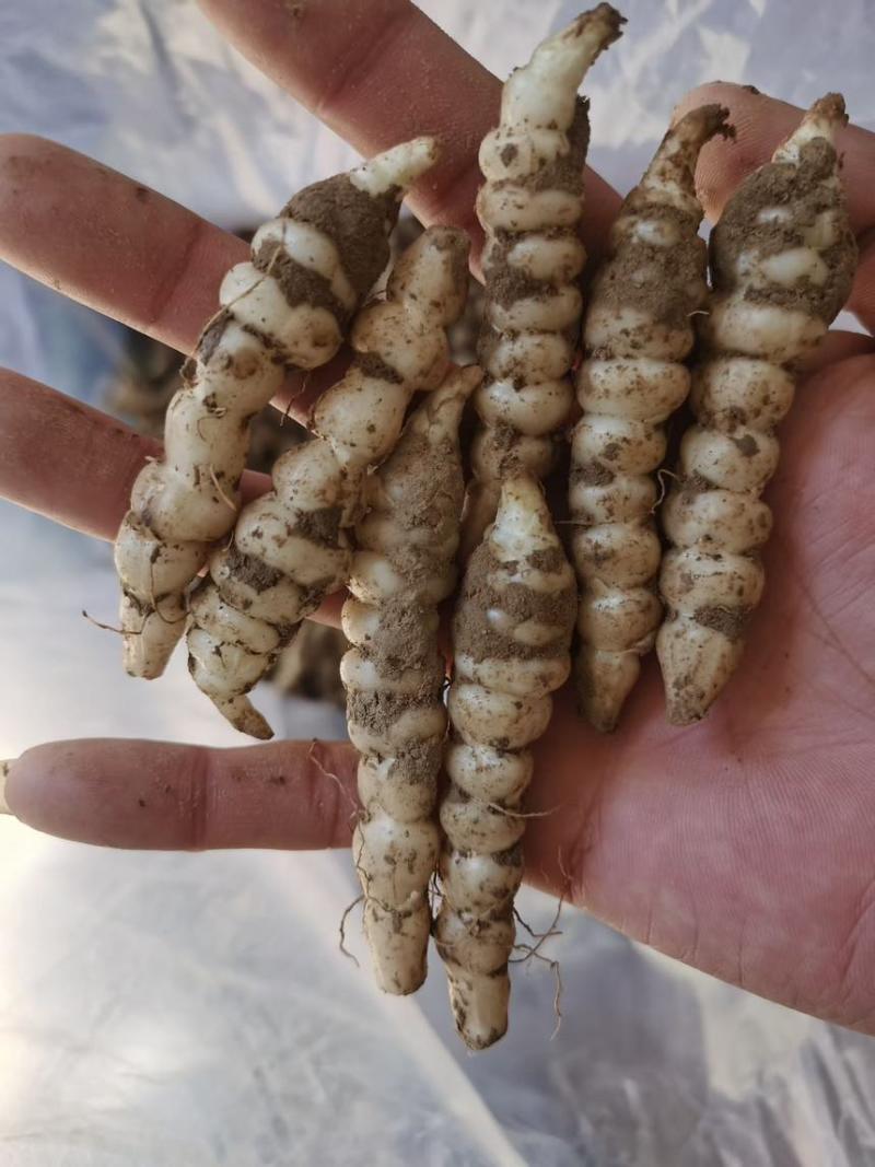 螺丝菜宝塔菜地环菜