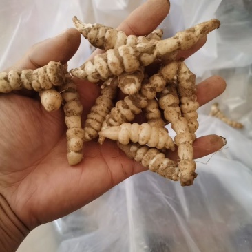 螺丝菜宝塔菜地环菜