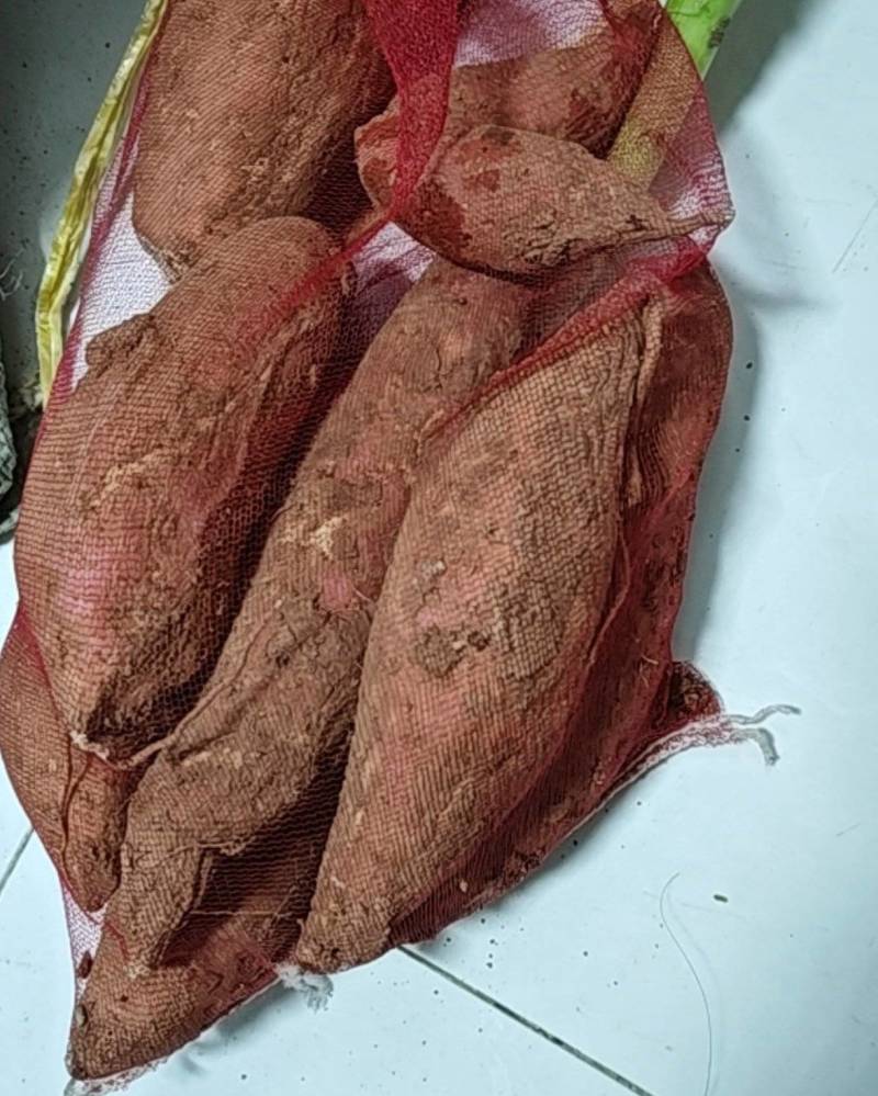 烟薯25