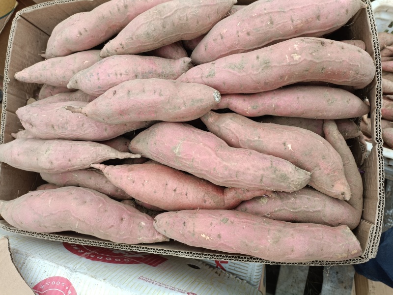 早丰红薯