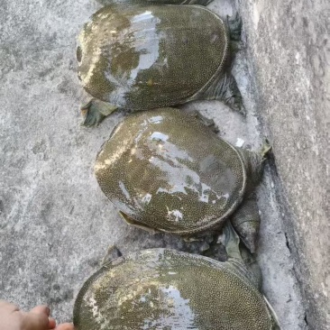 五六年精品生态甲鱼货源充足