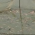 海鱼