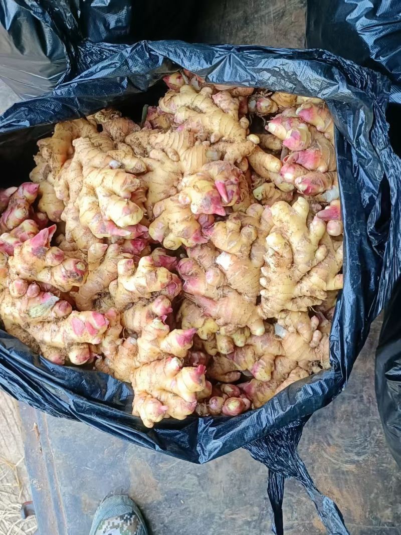 福建德化精品二黄姜