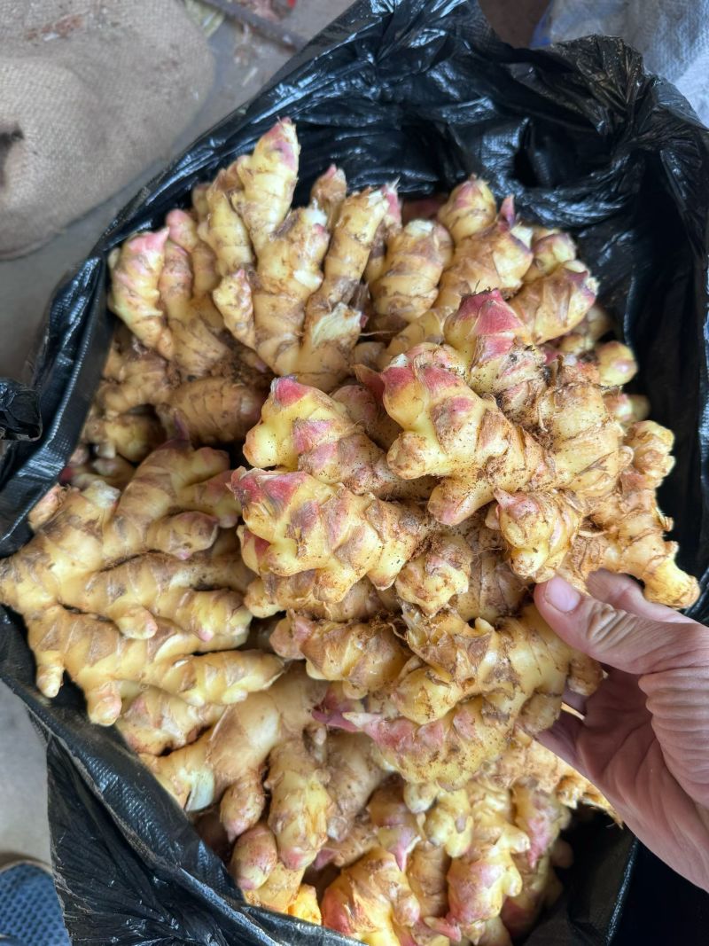 福建德化精品二黄姜