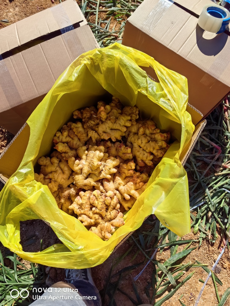 福建德化精品二黄姜