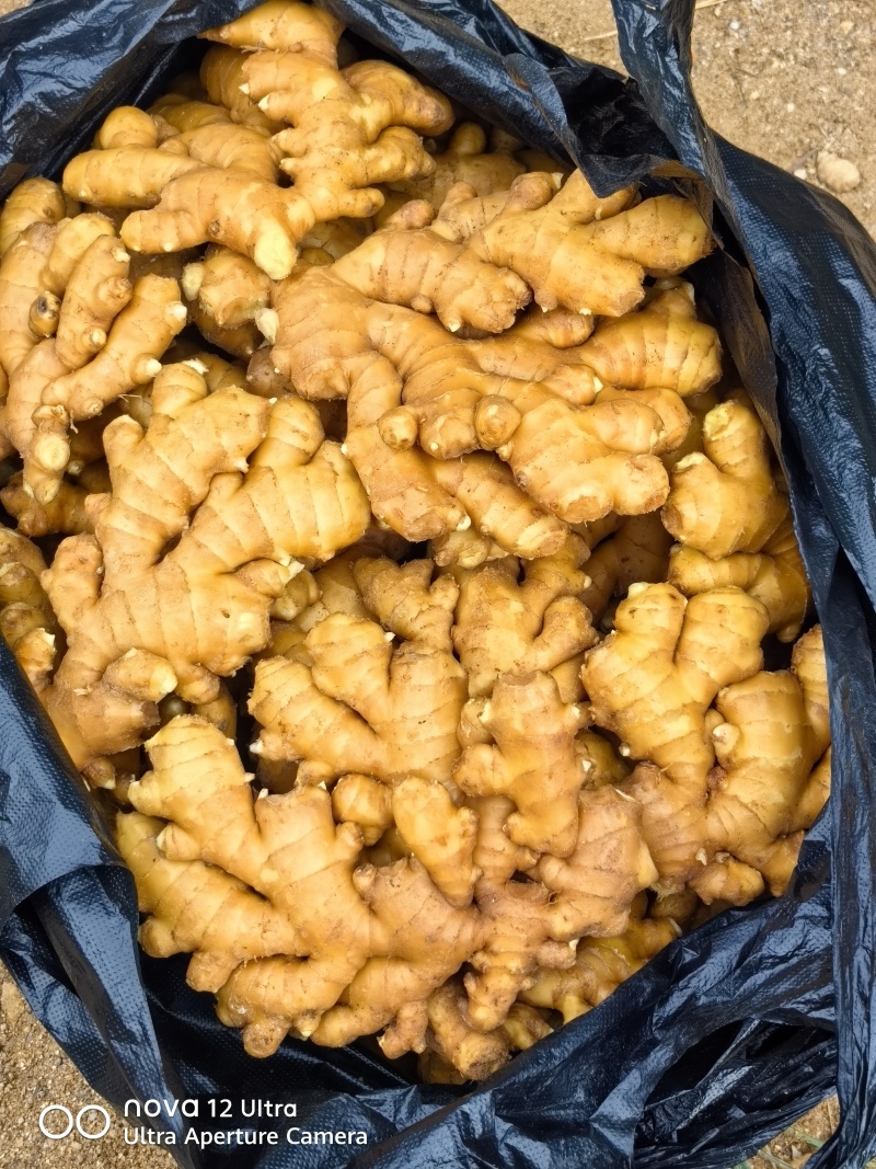 福建德化精品二黄姜