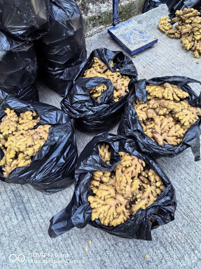 福建德化精品二黄姜