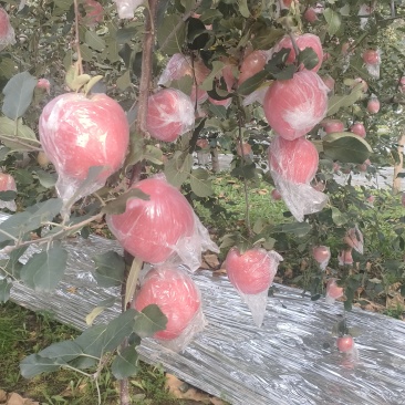 万荣红富士苹果