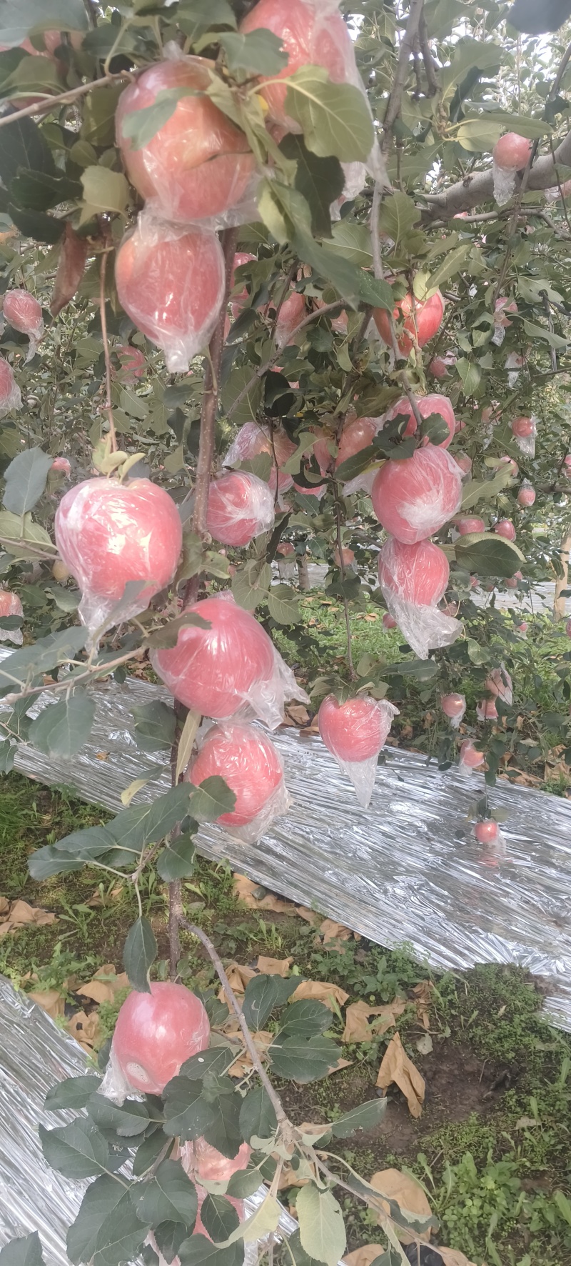 万荣红富士苹果