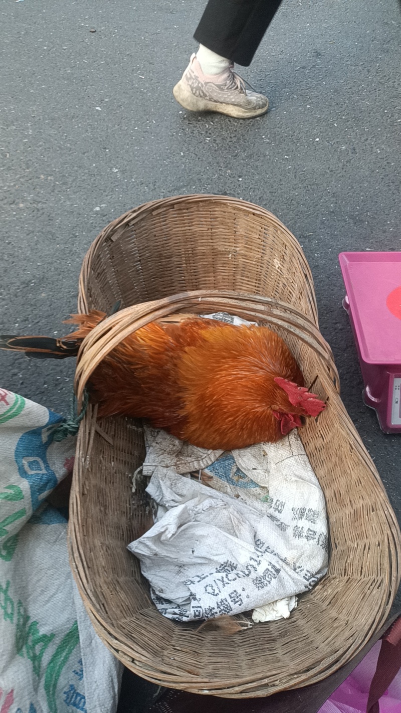 散养母鸡和鸡蛋，公鸡