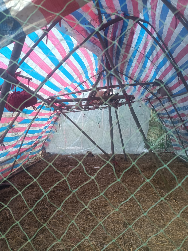散养母鸡和鸡蛋，公鸡
