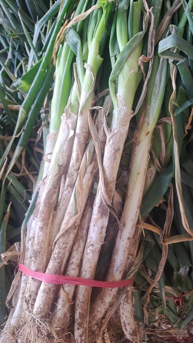 山东大葱量大管饱
