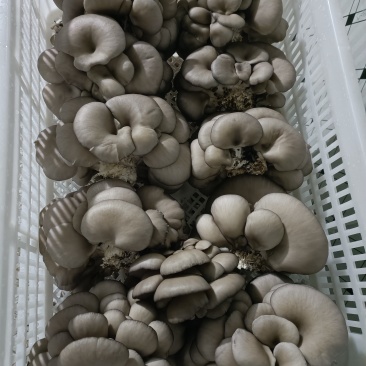 平菇