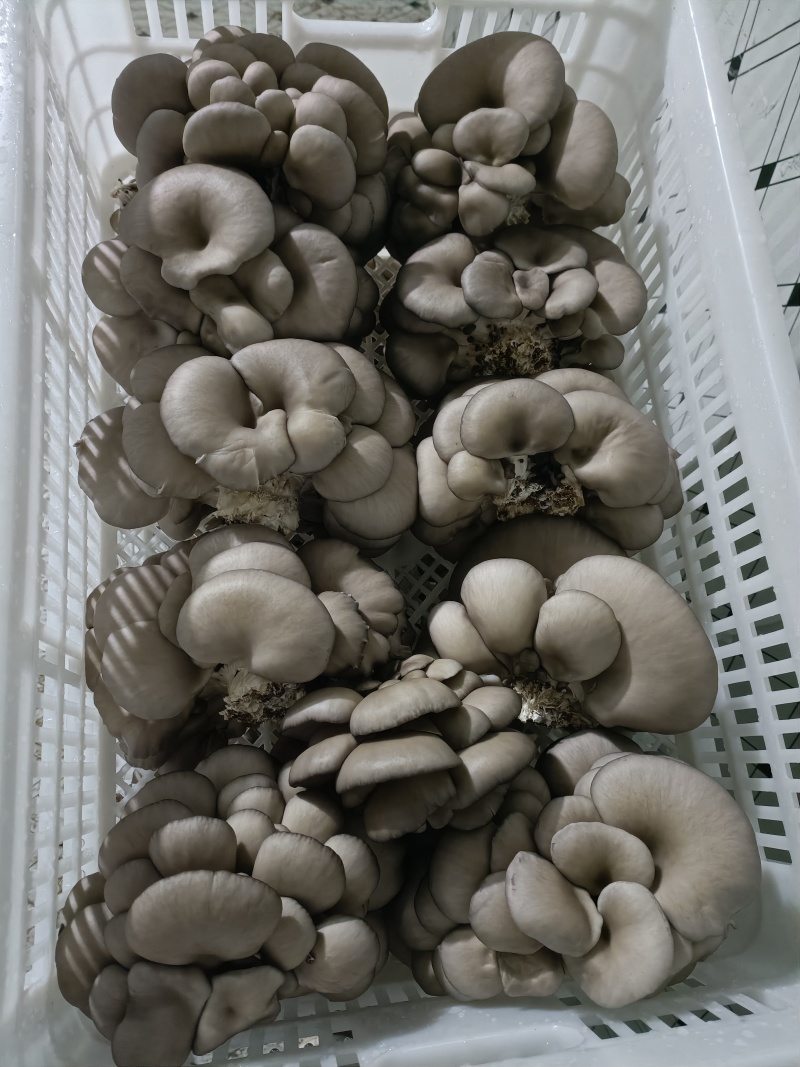 平菇