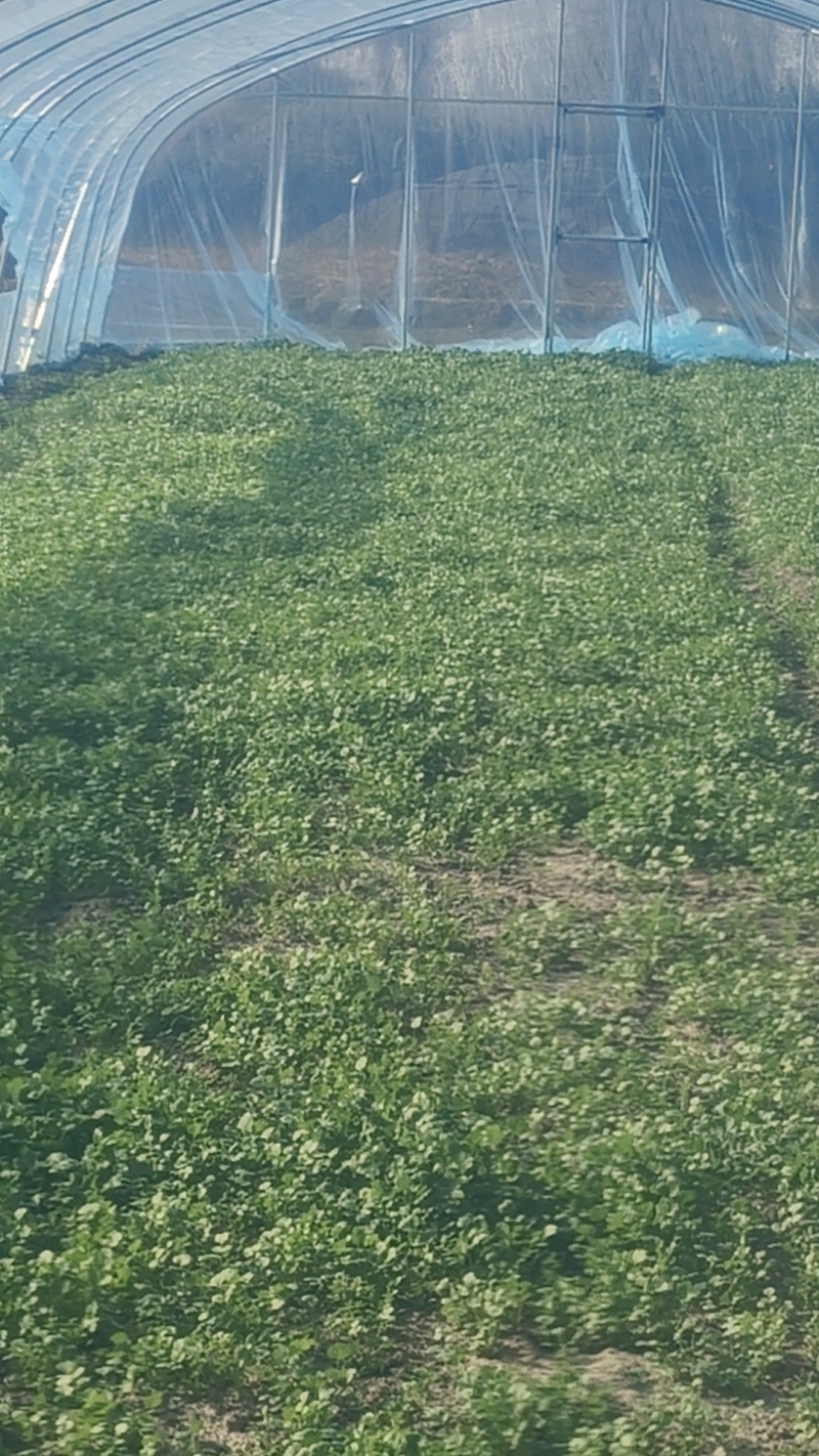 香菜