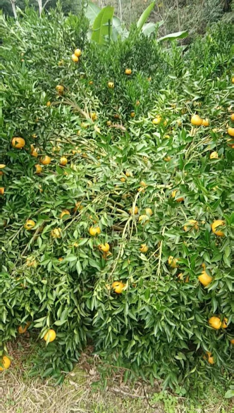 广东茶枝桔，也叫陈皮果，也有陈皮