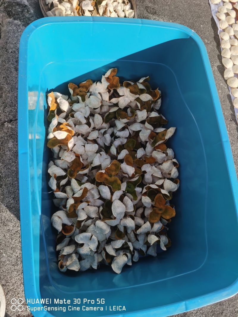 广东茶枝桔，也叫陈皮果，也有陈皮