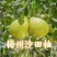 梅县沙田柚